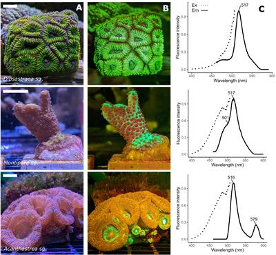 The role of host pigments in coral photobiology